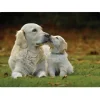 iStyle Rural Roots 4 Piece Rectangular Placemat Set - Golden Retriever