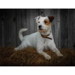 iStyle Rural Roots Rectangular Glass Worktop Saver - Jack Russell